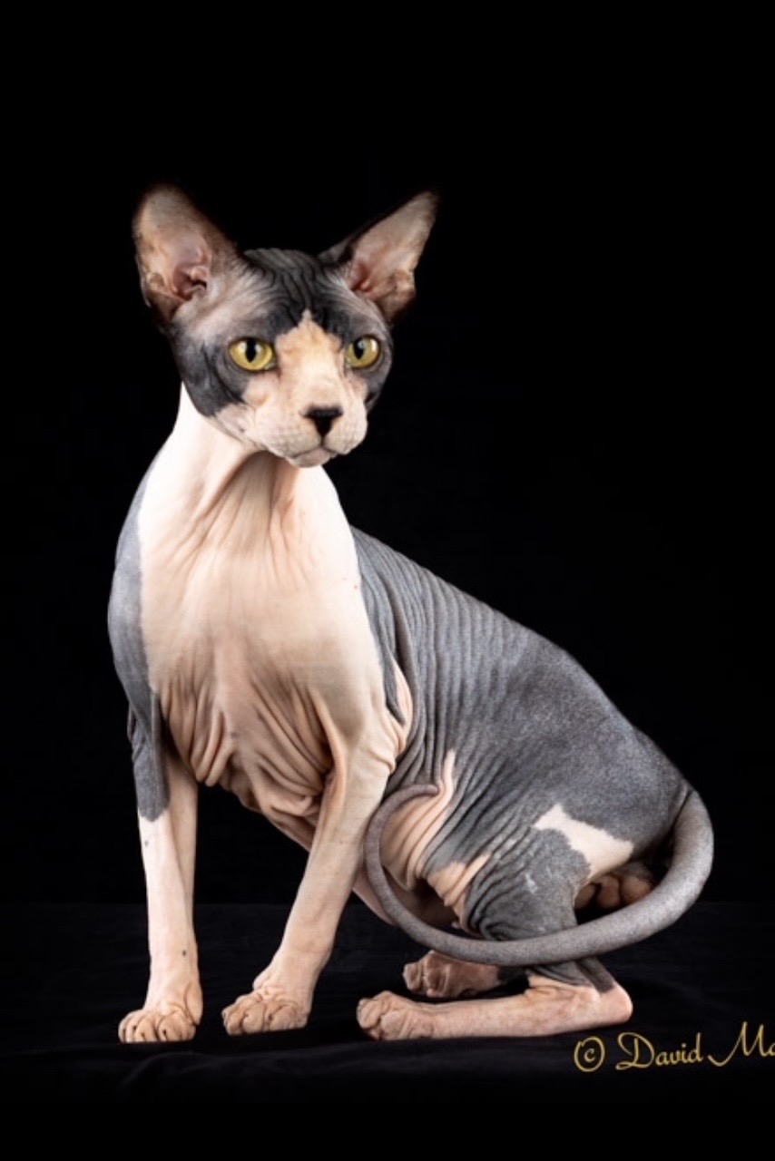 Curry  -  Pinupcats Bank Shot