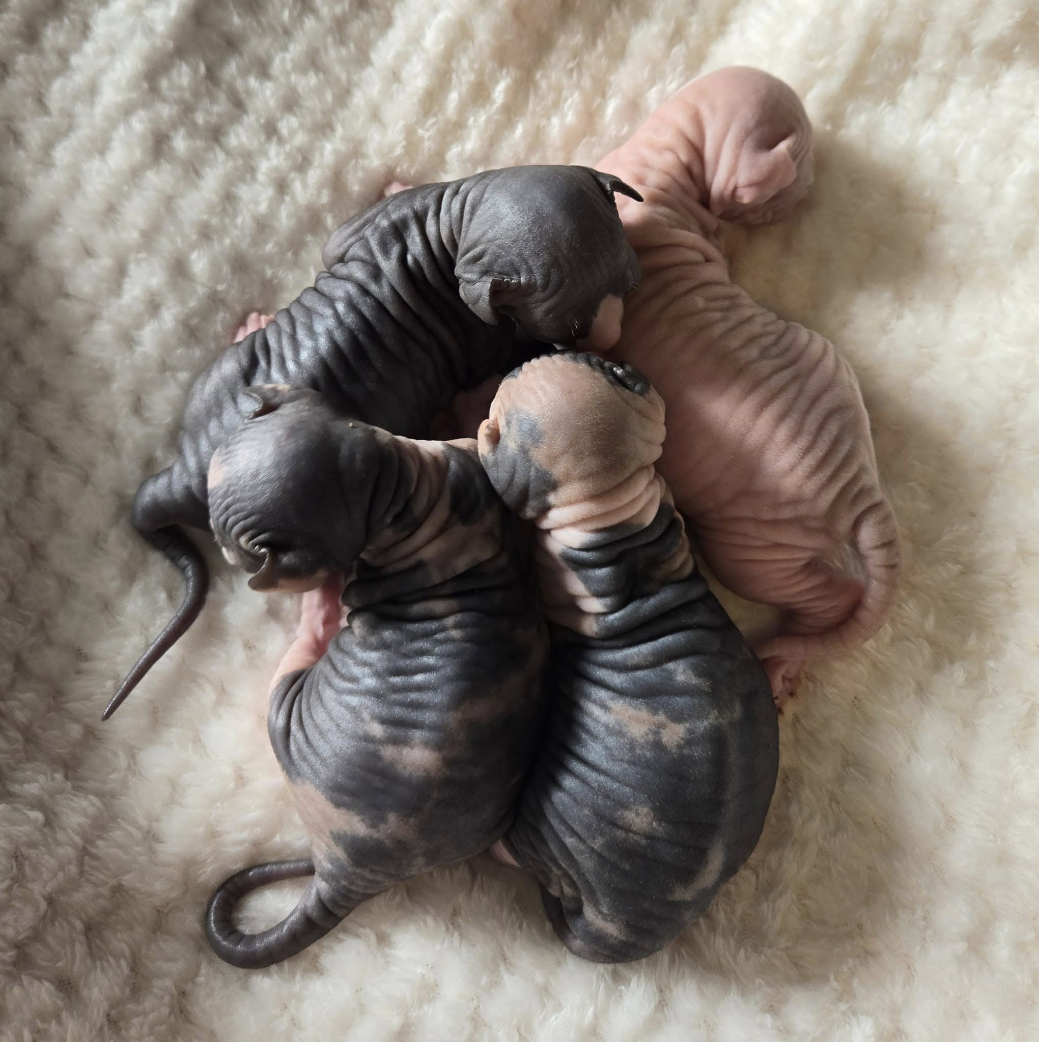 Newborn sphynx kittens resting on a soft blanket