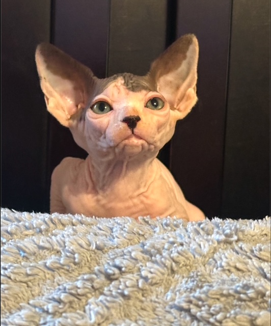 Available Sphynx kitten