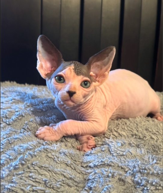 Available Sphynx kitten