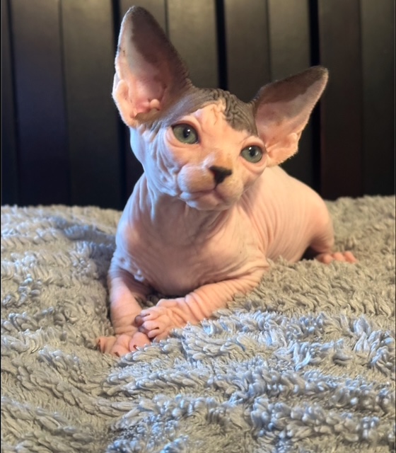 Available Sphynx kitten
