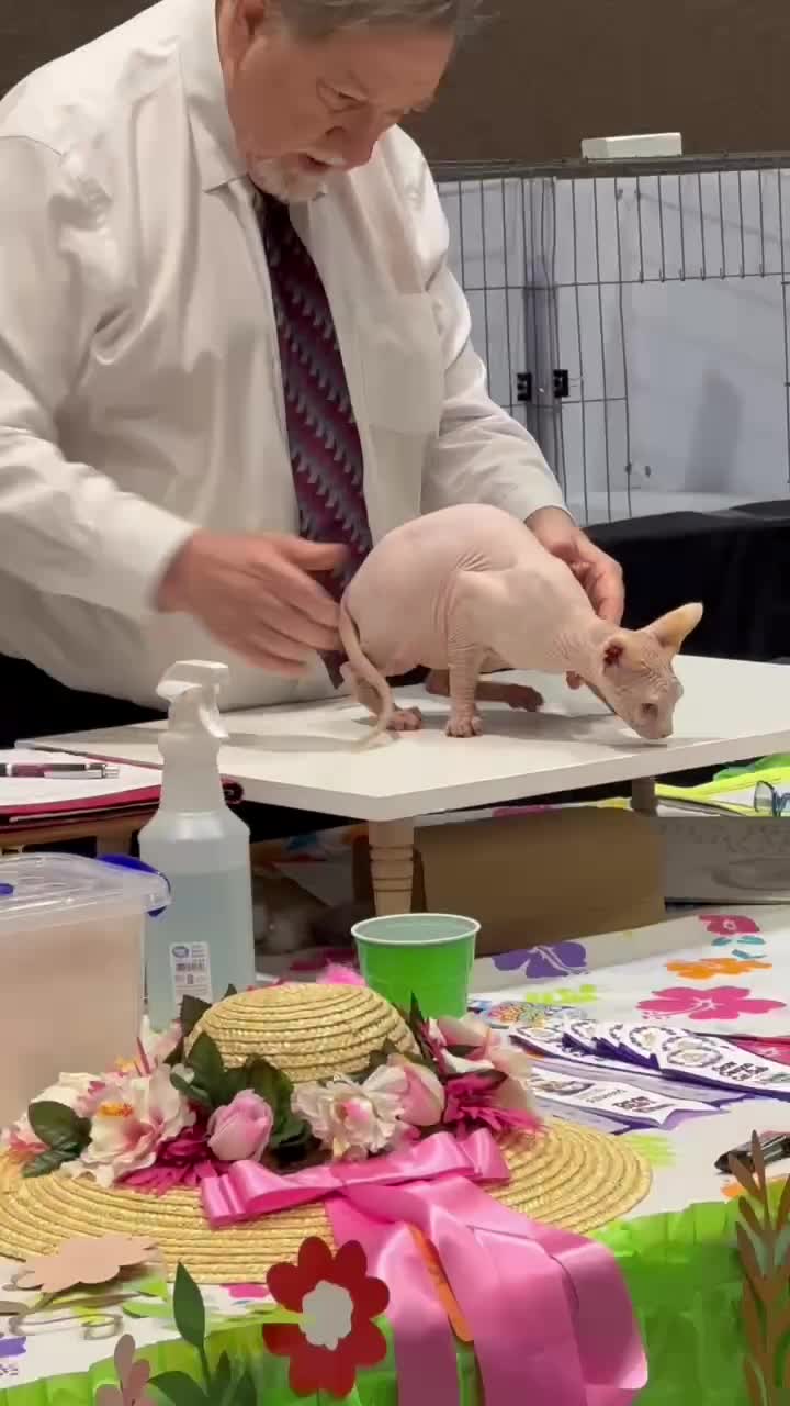 BareDezyne Sphynx kitten playing at home — video 1