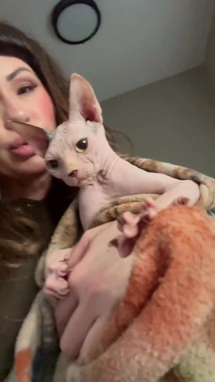 Affectionate BareDezyne Sphynx kitten seeking attention — video 2