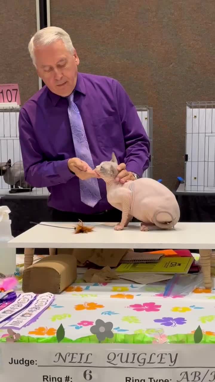 Playful BareDezyne Sphynx kitten in action — video 3