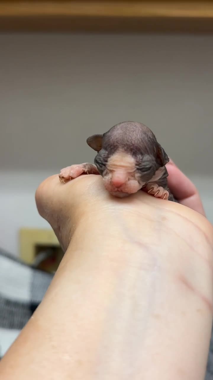 Relaxed BareDezyne Sphynx kitten at rest — video 4
