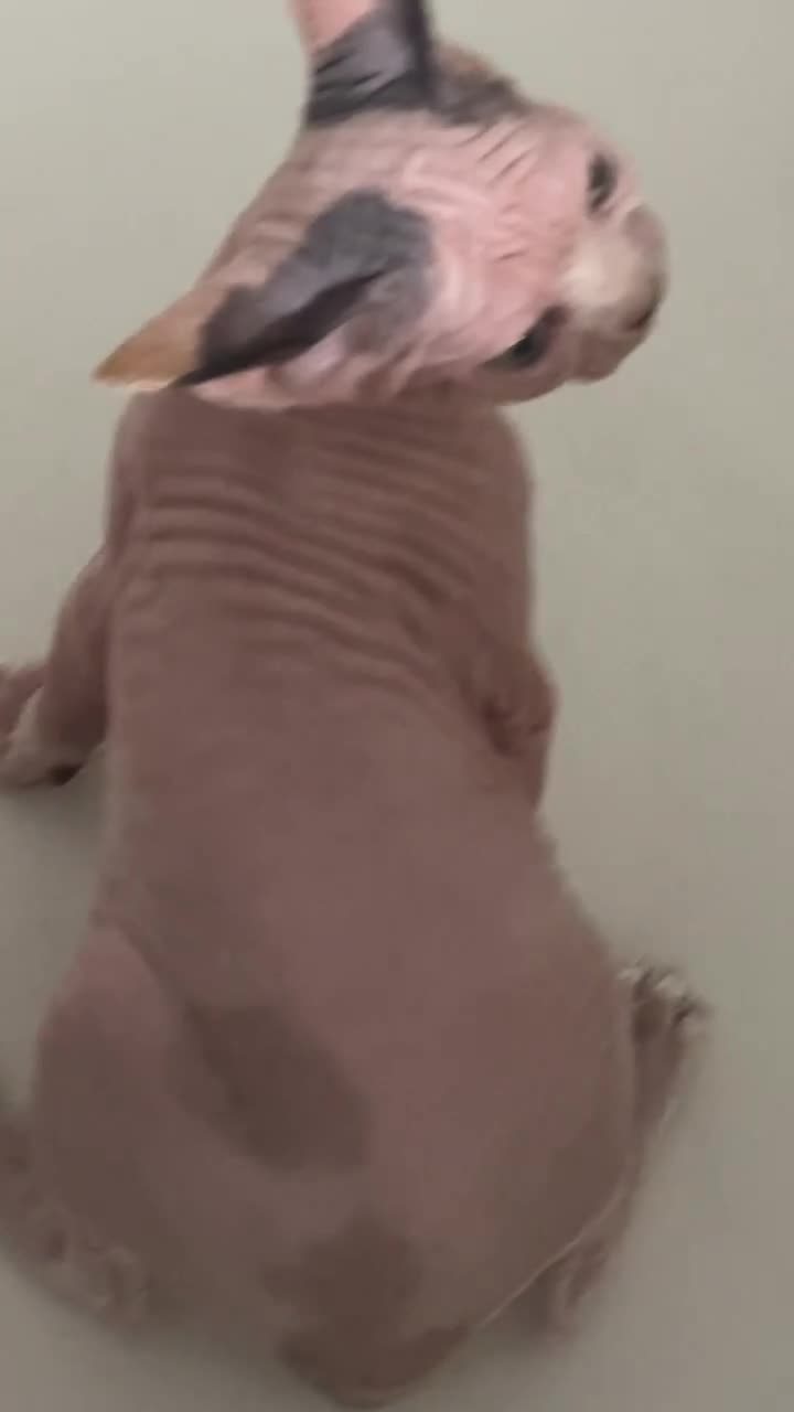 BareDezyne Sphynx kitten cuddling with owner — video 5