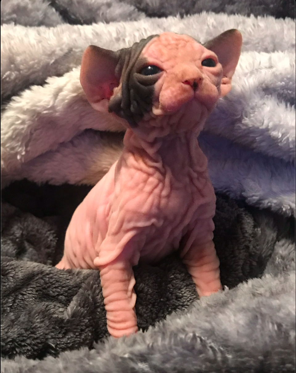 Vanna as a kitten